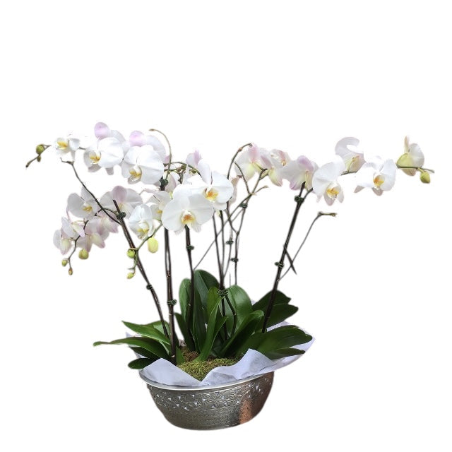 Orchid Plants in Container