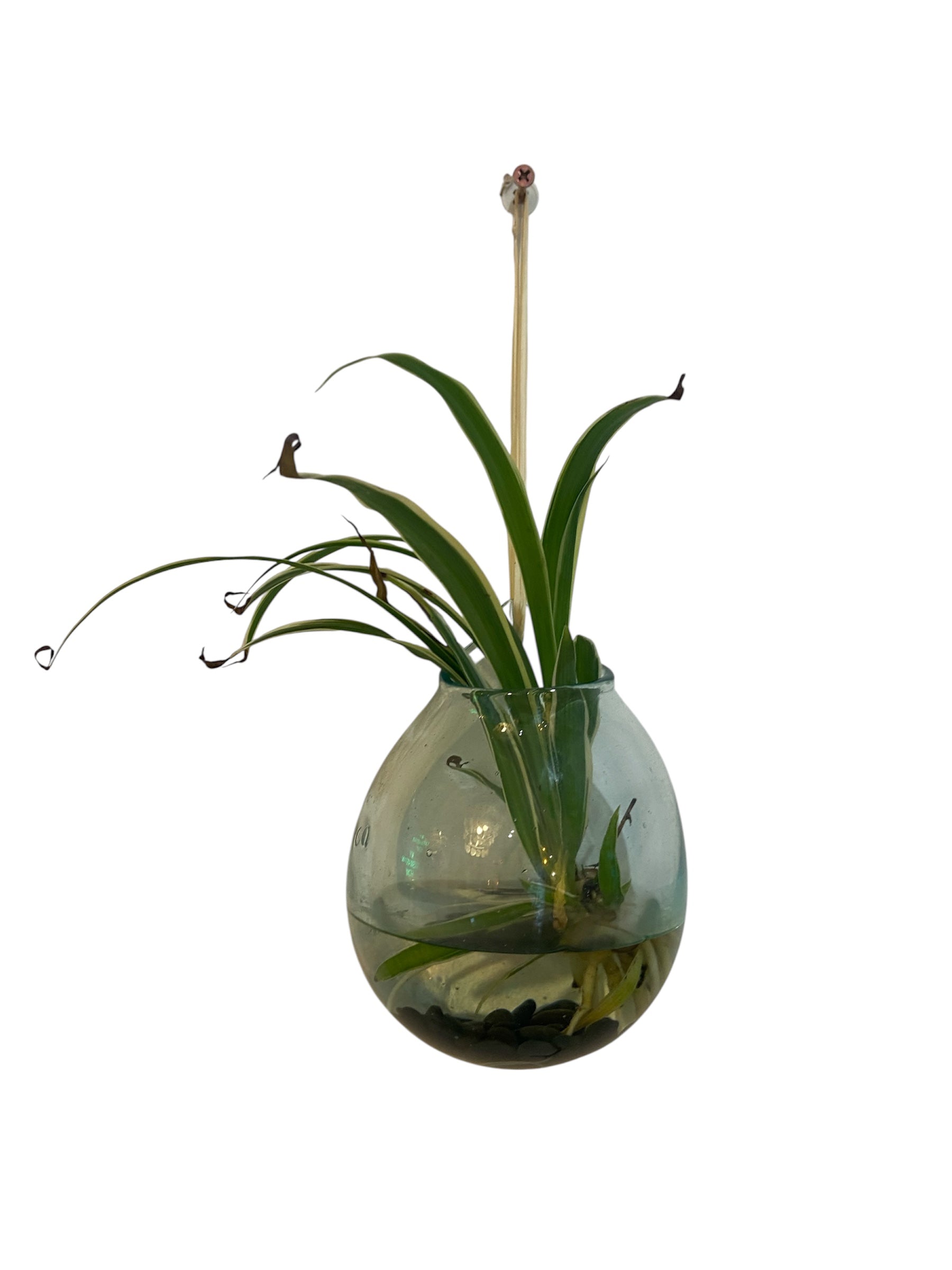 Spanish Glass Vase for water plant